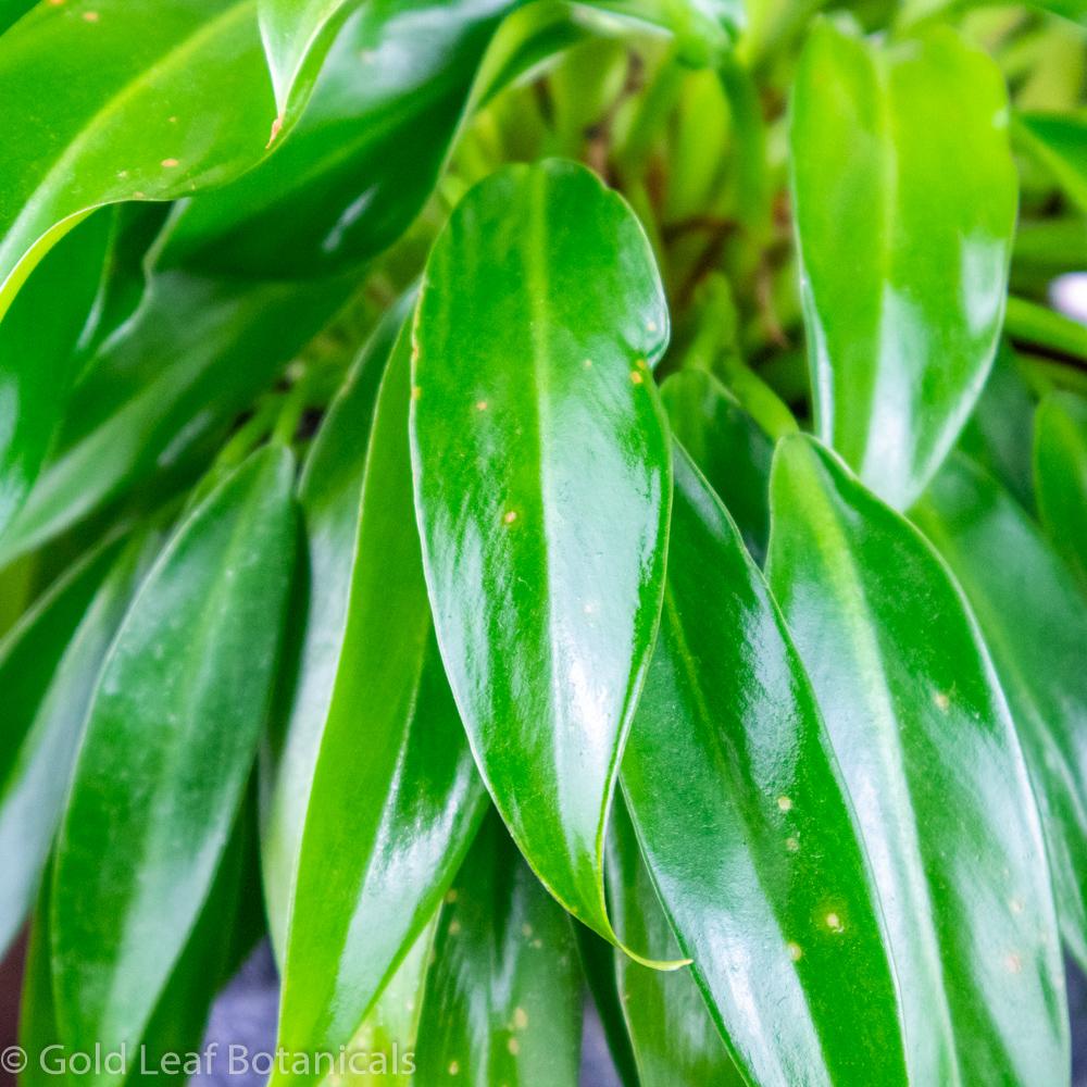 Little Phil Philodendron - Gold Leaf Botanicals