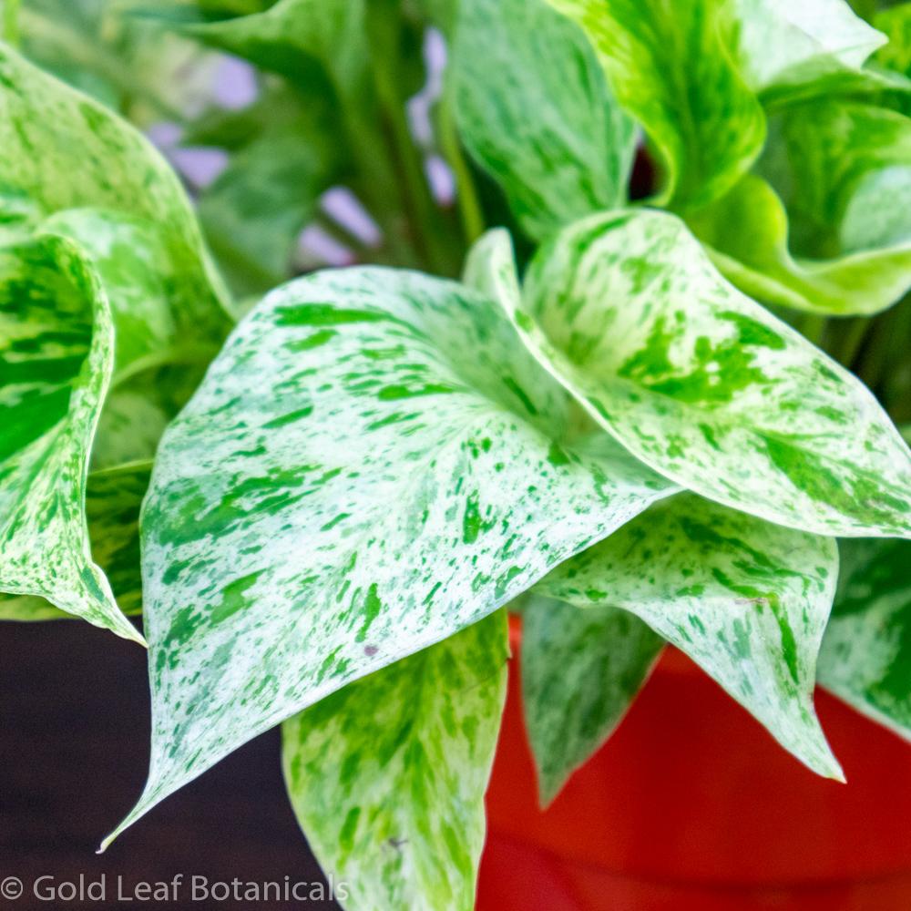 Marble Queen Pothos For Sale Ontario Canada