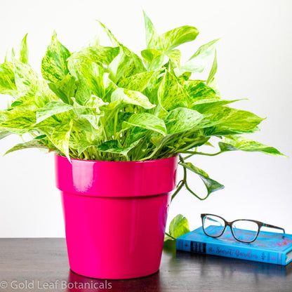 marble pothos benefits Marble Queen Pothos (Epipremnum Aureum) Care