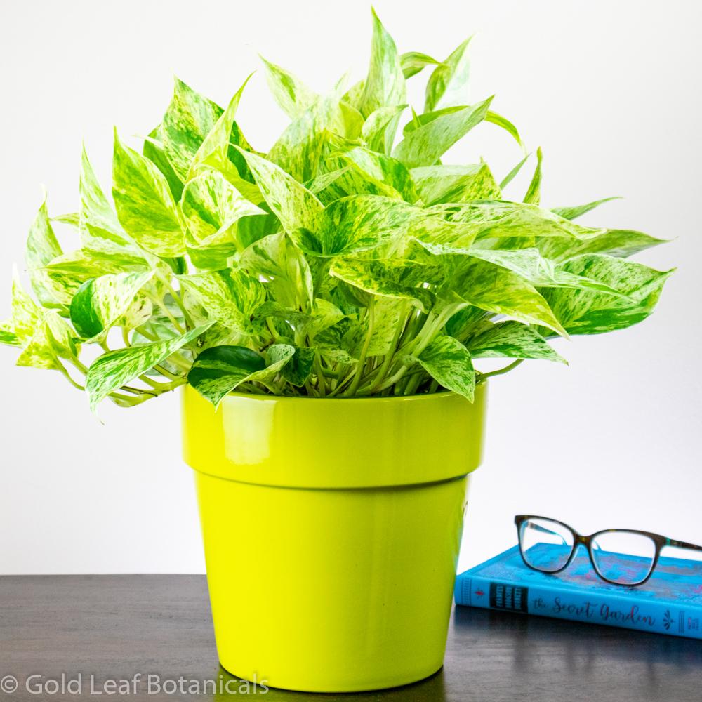 Buy Marble Queen Pothos