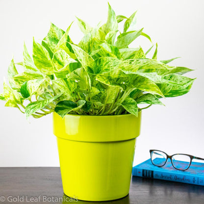 Buy Marble Queen Pothos