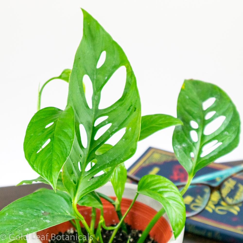 Monstera Adansonii Narrow Leaf Care