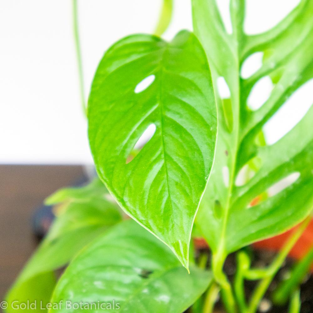 Buy Monstera Adansonii Narrow Leaf