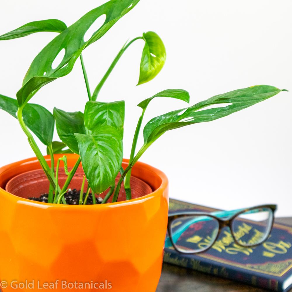 Monstera Adansonii Narrow Leaf Water Requirements