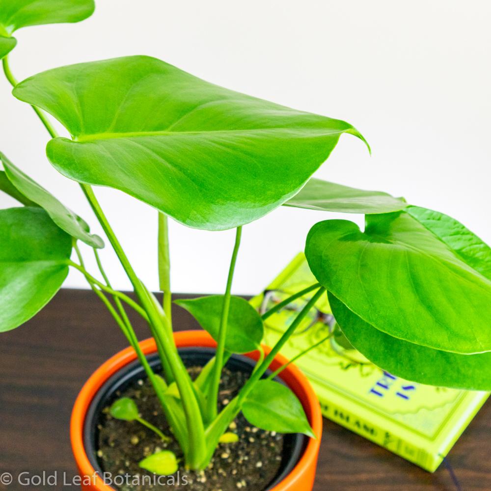 Monstera Deliciosa Soil and Humidity Requirements