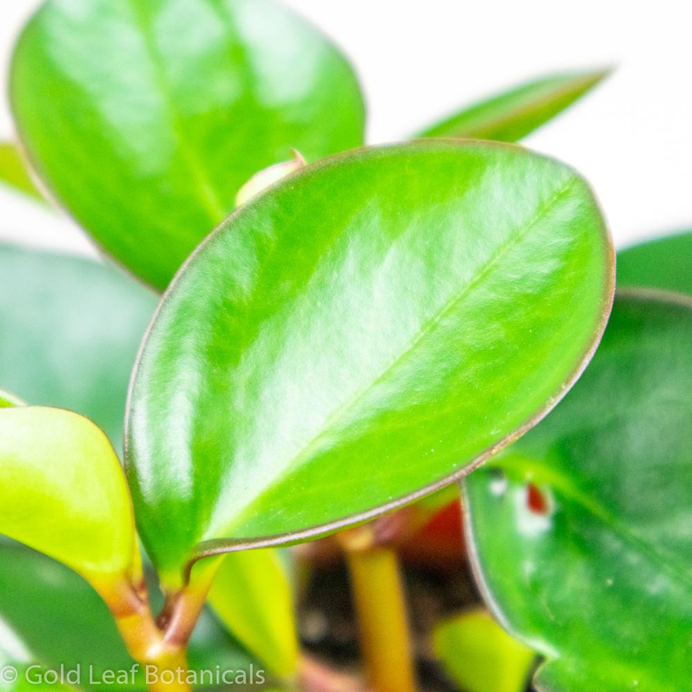 Peperomia Baby Rubber Plant - Gold Leaf Botanicals