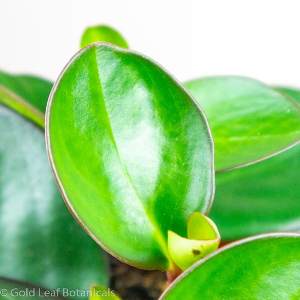 Peperomia Baby Rubber Plant - Gold Leaf Botanicals