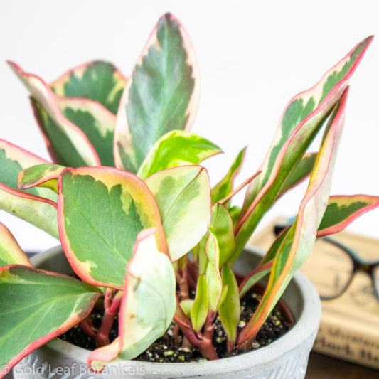 Peperomia Ginny - Gold Leaf Botanicals