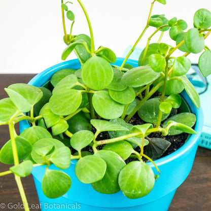 Peperomia Hope For Sale In Ontario Canada