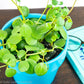 Buy a Peperomia Hope In Ontario Canada