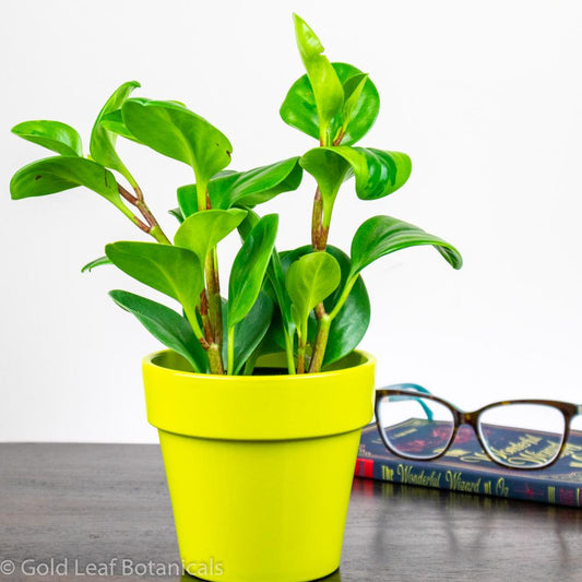 Peperomia Obtusifolia Lemon Lime - Gold Leaf Botanicals