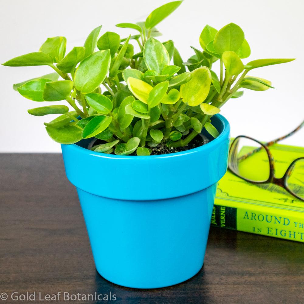 Peperomia Pixie Lime Variegated - Gold Leaf Botanicals