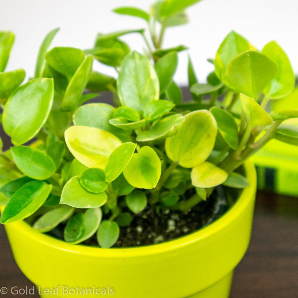 Peperomia Pixie Lime Variegated - Gold Leaf Botanicals