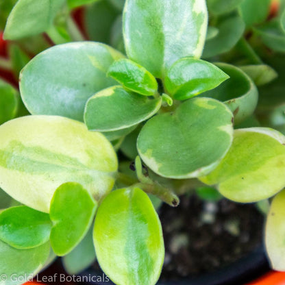 Peperomia Pixie Lime Variegated - Gold Leaf Botanicals