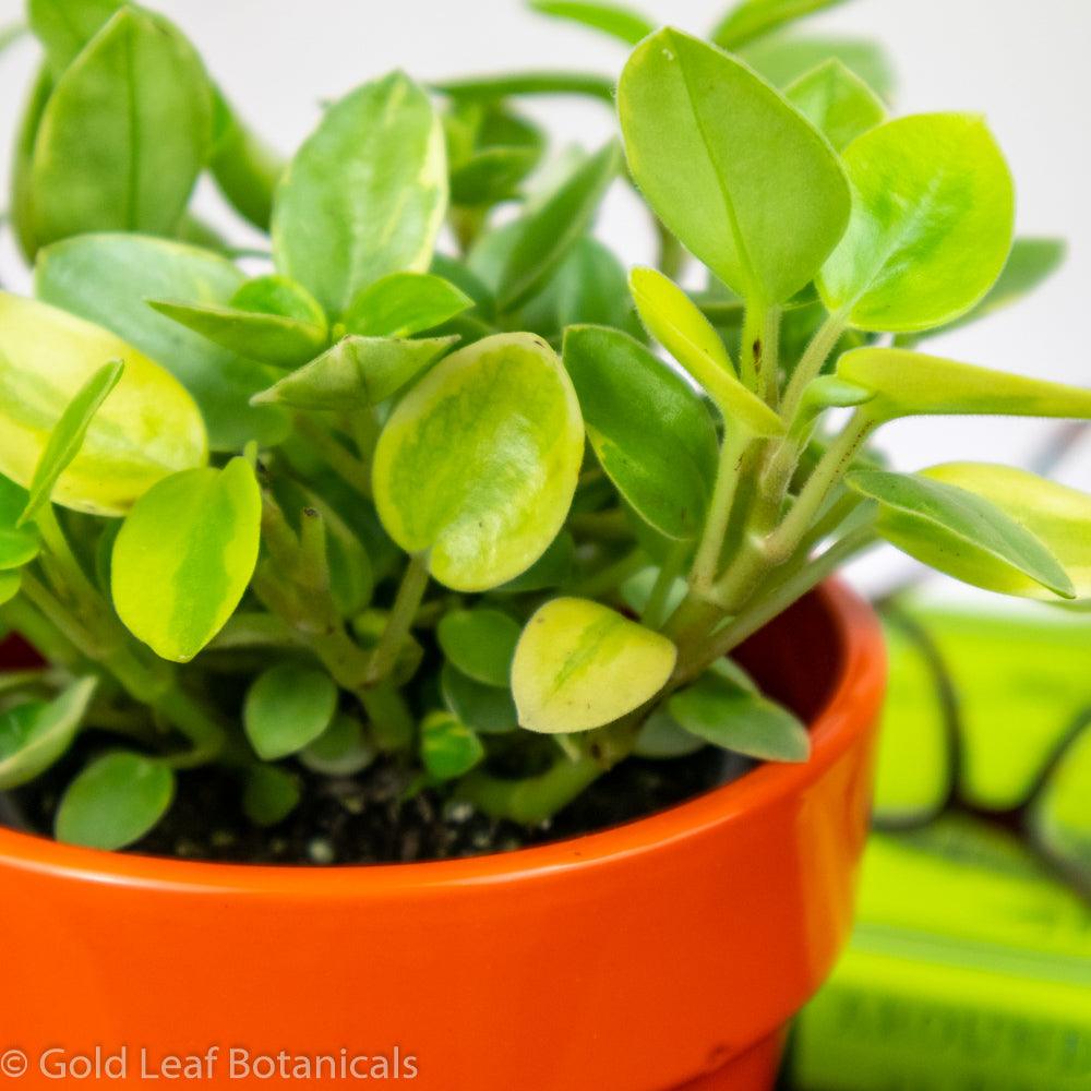 Peperomia Pixie Lime Variegated - Gold Leaf Botanicals