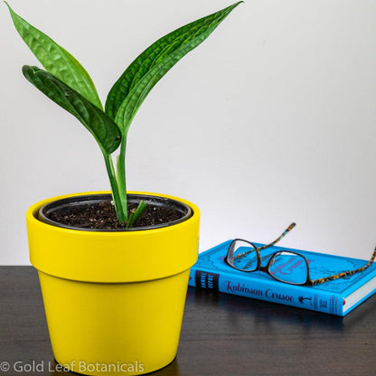 sansevieria monstera Monstera Peru (Karstenianum) Care