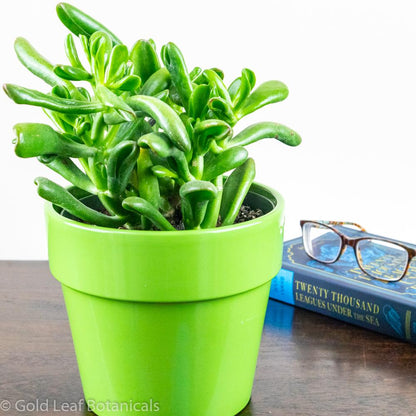 Jade Plant - Gold Leaf Botanicals