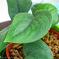 Jade Satin Scindapsus - Gold Leaf Botanicals